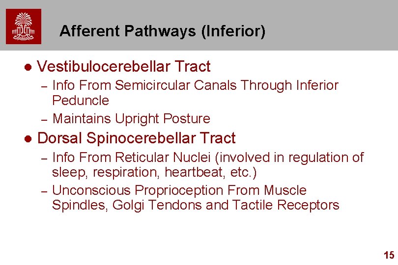 Afferent Pathways (Inferior) l Vestibulocerebellar Tract – – l Info From Semicircular Canals Through