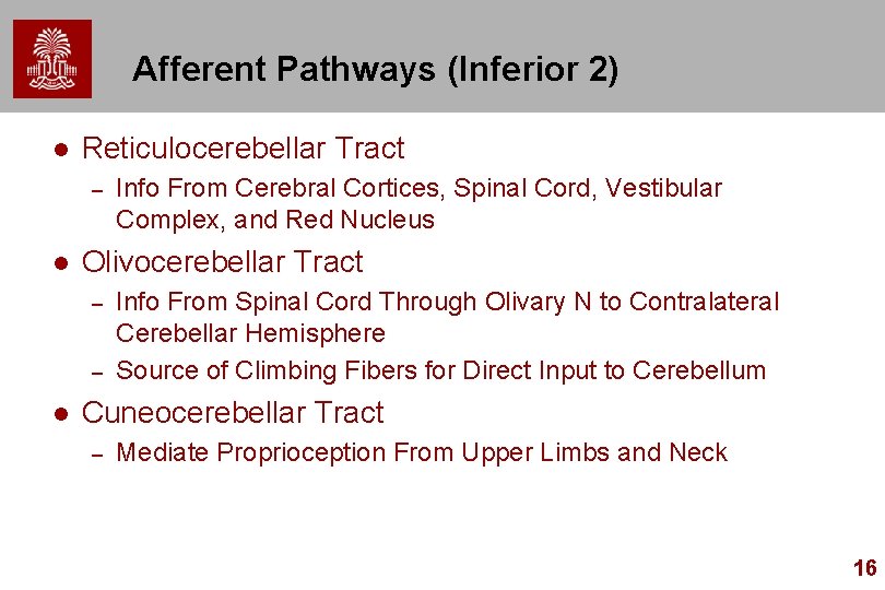 Afferent Pathways (Inferior 2) l Reticulocerebellar Tract – l Olivocerebellar Tract – – l