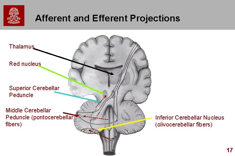 Afferent and Efferent Projections Thalamus Red nucleus Superior Cerebellar Peduncle Middle Cerebellar Peduncle (pontocerebellar