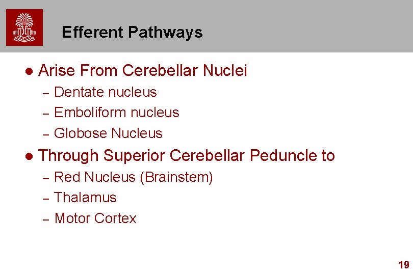 Efferent Pathways l Arise From Cerebellar Nuclei – – – l Dentate nucleus Emboliform