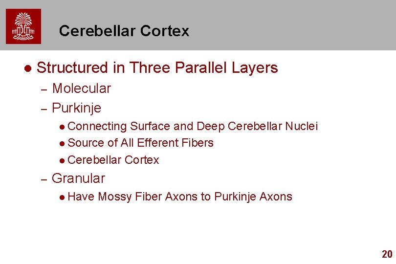 Cerebellar Cortex l Structured in Three Parallel Layers – – Molecular Purkinje l Connecting
