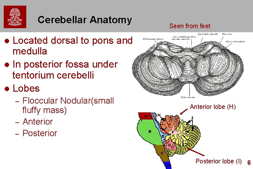 Cerebellar Anatomy Seen from feet Located dorsal to pons and medulla l In posterior