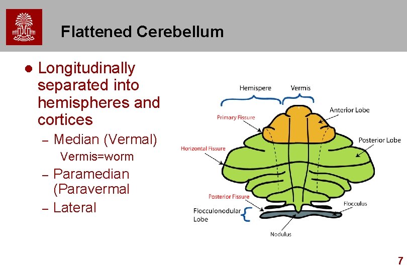 Flattened Cerebellum l Longitudinally separated into hemispheres and cortices – Median (Vermal) Vermis=worm –