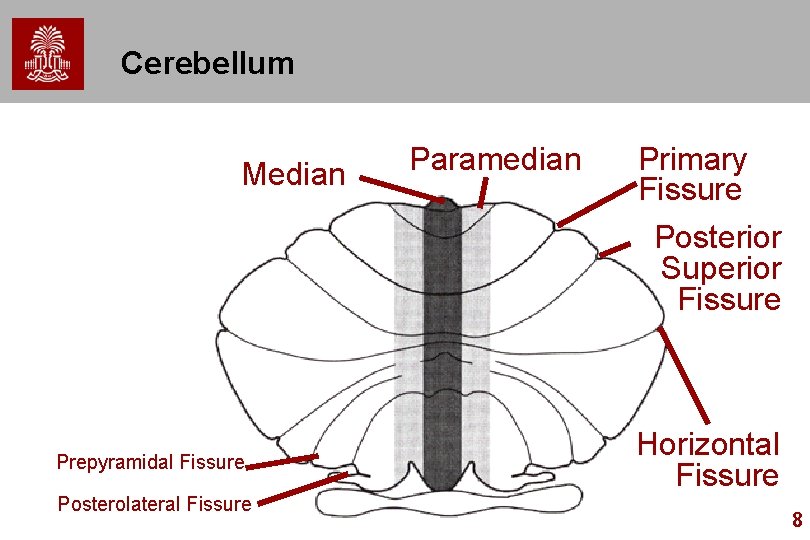 Cerebellum Median Prepyramidal Fissure Posterolateral Fissure Paramedian Primary Fissure Posterior Superior Fissure Horizontal Fissure