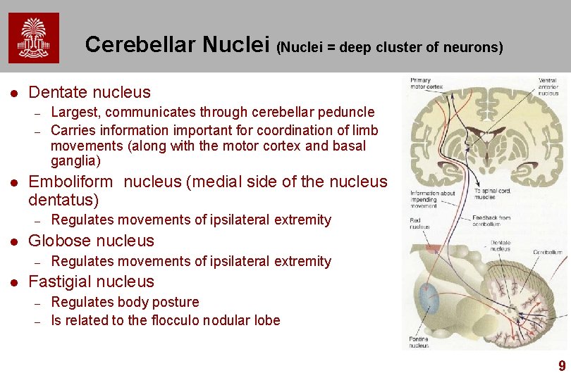 Cerebellar Nuclei (Nuclei = deep cluster of neurons) l Dentate nucleus – – l