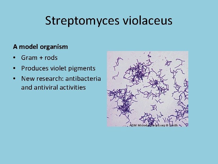 Streptomyces violaceus A model organism • Gram + rods • Produces violet pigments •