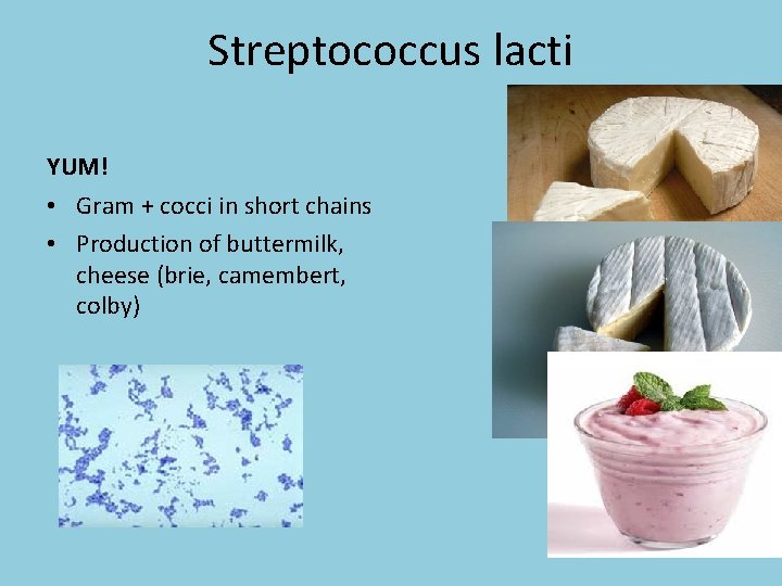 Streptococcus lacti YUM! • Gram + cocci in short chains • Production of buttermilk,