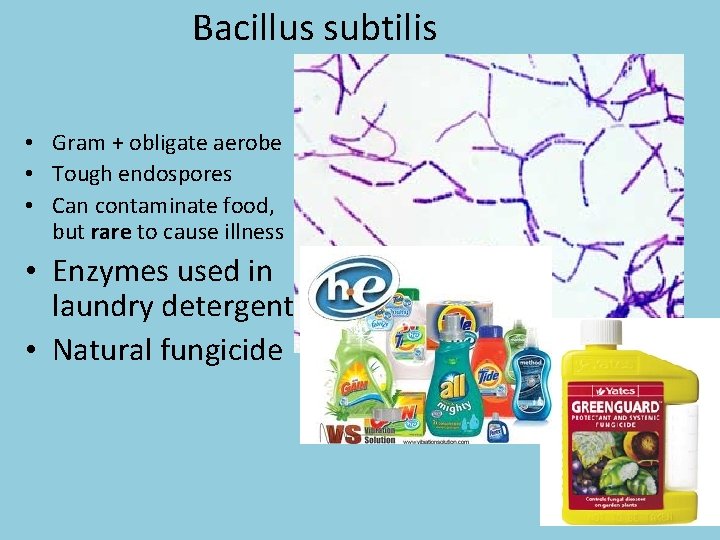 Bacillus subtilis • Gram + obligate aerobe • Tough endospores • Can contaminate food,