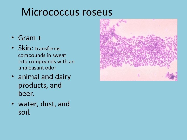Micrococcus roseus • Gram + • Skin: transforms compounds in sweat into compounds with