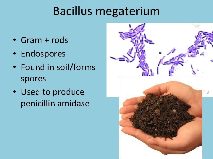 Bacillus megaterium • Gram + rods • Endospores • Found in soil/forms spores •