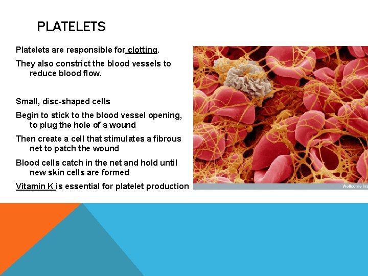 PLATELETS Platelets are responsible for clotting. They also constrict the blood vessels to reduce