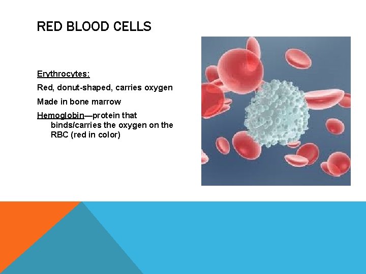 RED BLOOD CELLS Erythrocytes: Red, donut-shaped, carries oxygen Made in bone marrow Hemoglobin—protein that