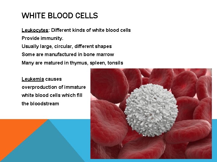 WHITE BLOOD CELLS Leukocytes: Different kinds of white blood cells Provide immunity. Usually large,