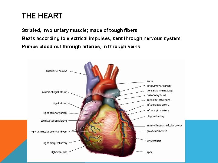 THE HEART Striated, involuntary muscle; made of tough fibers Beats according to electrical impulses,