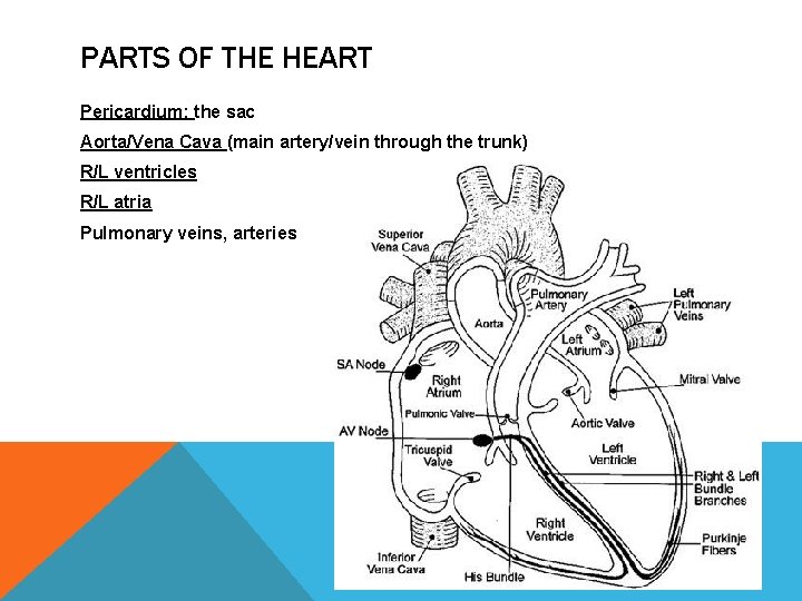 PARTS OF THE HEART Pericardium: the sac Aorta/Vena Cava (main artery/vein through the trunk)