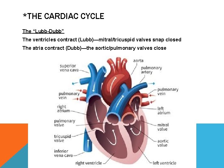 *THE CARDIAC CYCLE The “Lubb-Dubb” The ventricles contract (Lubb)—mitral/tricuspid valves snap closed The atria