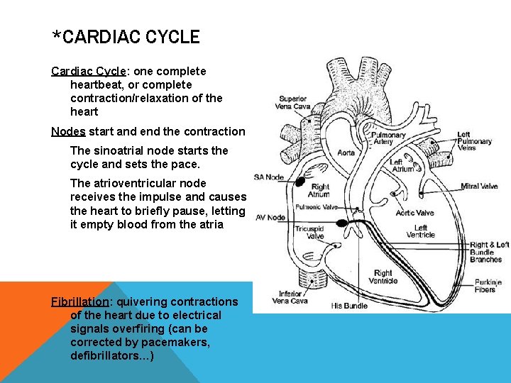 *CARDIAC CYCLE Cardiac Cycle: one complete heartbeat, or complete contraction/relaxation of the heart Nodes