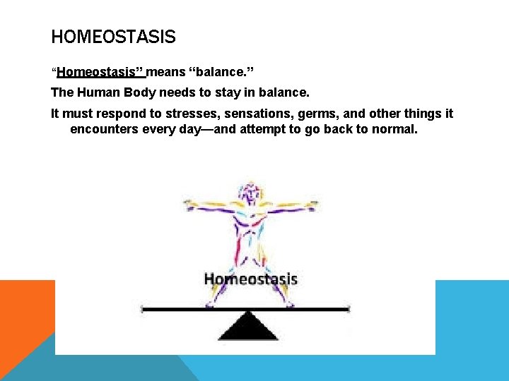 HOMEOSTASIS “Homeostasis” means “balance. ” The Human Body needs to stay in balance. It