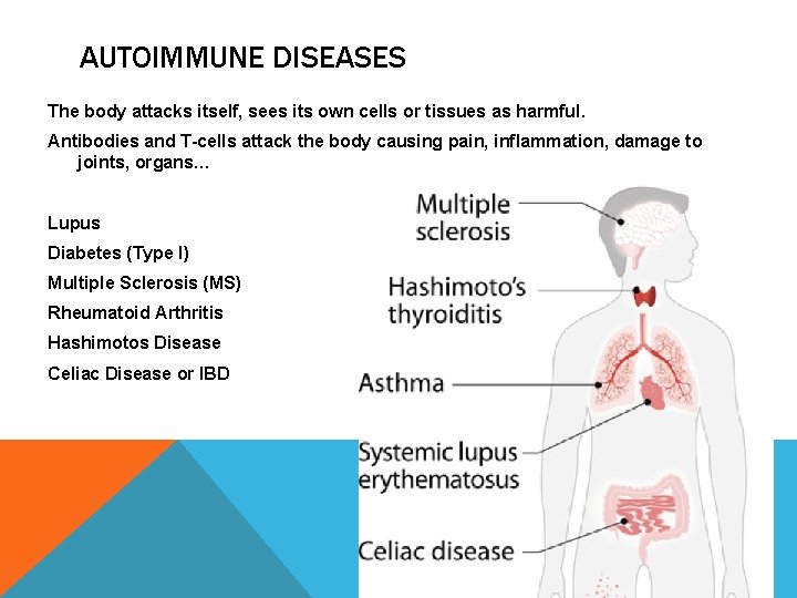 AUTOIMMUNE DISEASES The body attacks itself, sees its own cells or tissues as harmful.