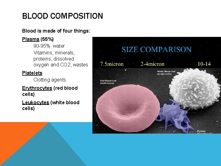 BLOOD COMPOSITION Blood is made of four things: Plasma (55%) 90 -95% water Vitamins,