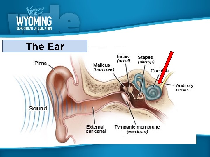 The Ear 