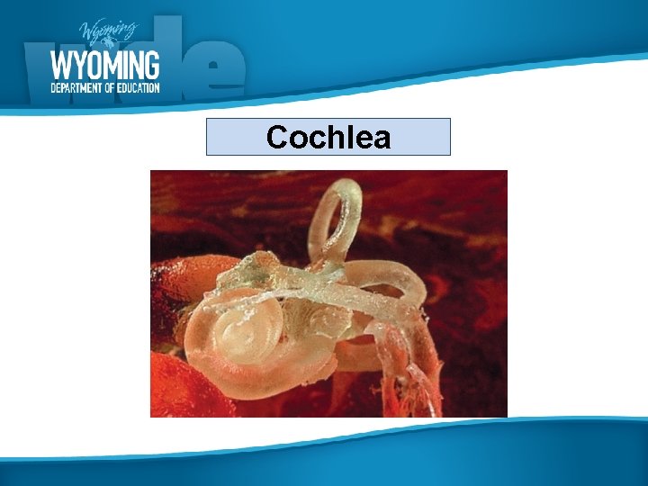 Cochlea 