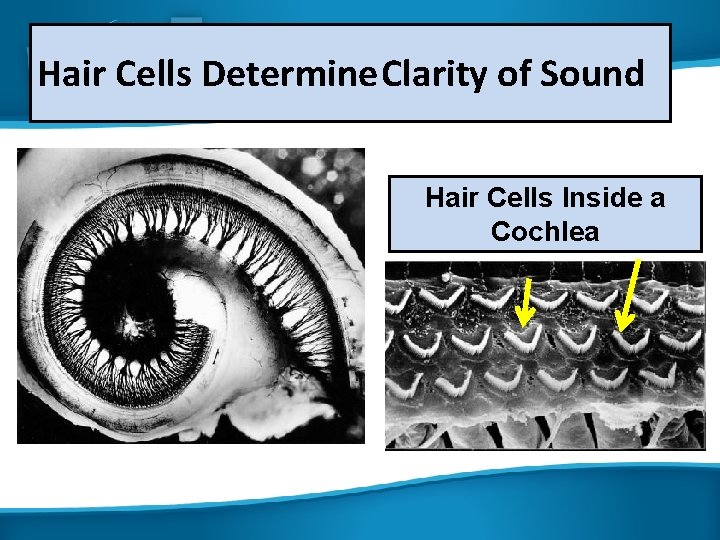 Hair Cells Determine Clarity of Sound Hair Cells Inside a Cochlea 