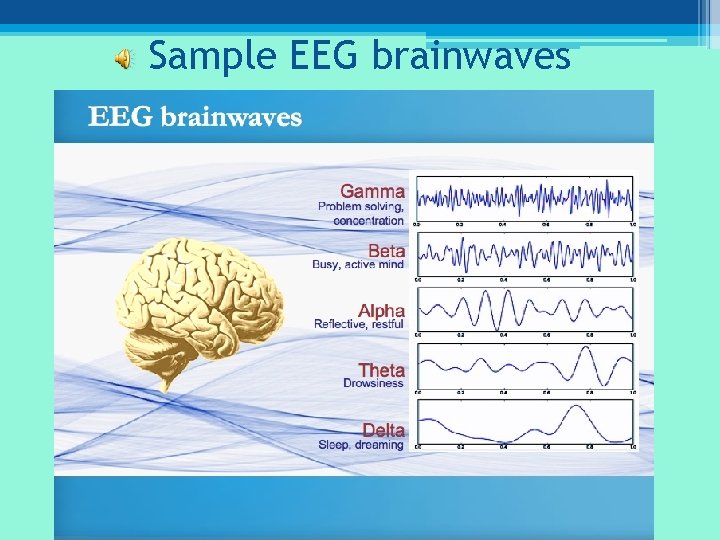 The Brain and the EEG By Ashley Dudman