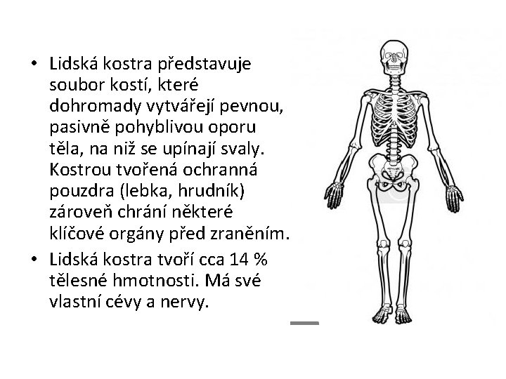  • Lidská kostra představuje soubor kostí, které dohromady vytvářejí pevnou, pasivně pohyblivou oporu