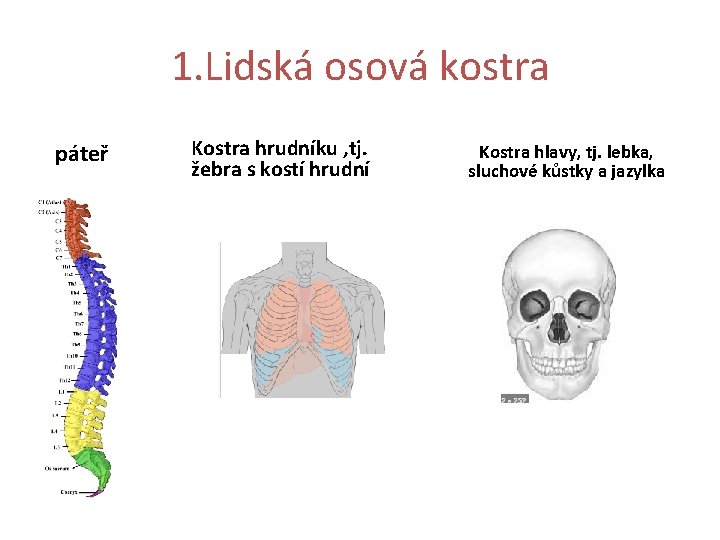 1. Lidská osová kostra páteř Kostra hrudníku , tj. žebra s kostí hrudní Kostra