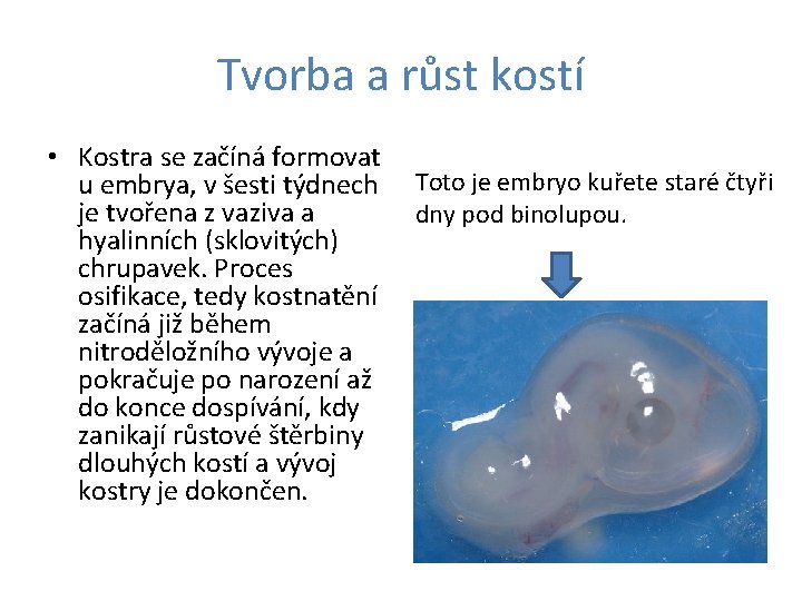 Tvorba a růst kostí • Kostra se začíná formovat u embrya, v šesti týdnech