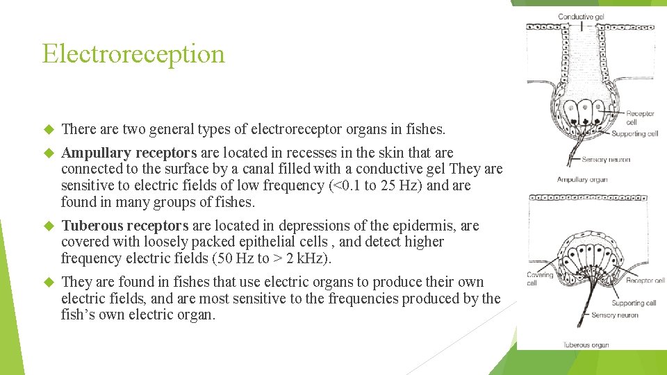 Electroreception There are two general types of electroreceptor organs in fishes. Ampullary receptors are