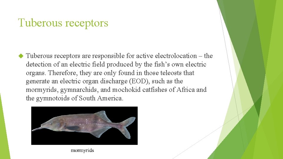 Tuberous receptors are responsible for active electrolocation – the detection of an electric field