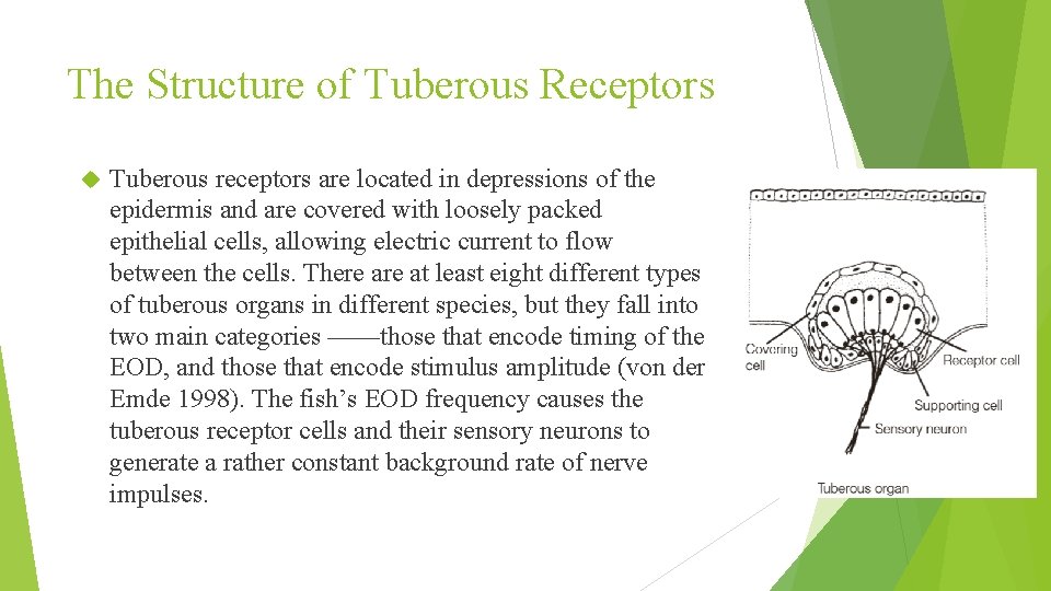 The Structure of Tuberous Receptors Tuberous receptors are located in depressions of the epidermis