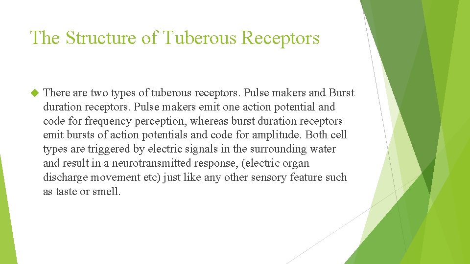 The Structure of Tuberous Receptors There are two types of tuberous receptors. Pulse makers