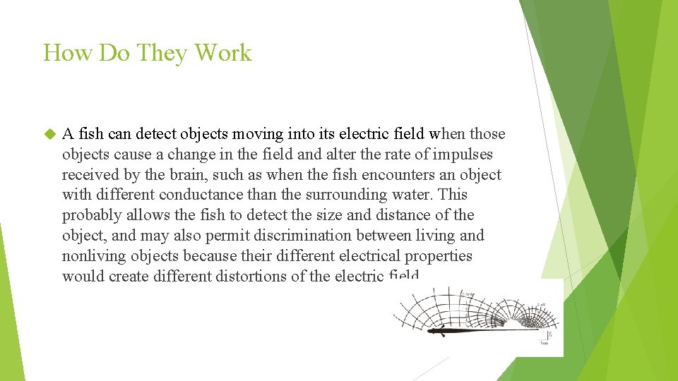 How Do They Work A fish can detect objects moving into its electric field