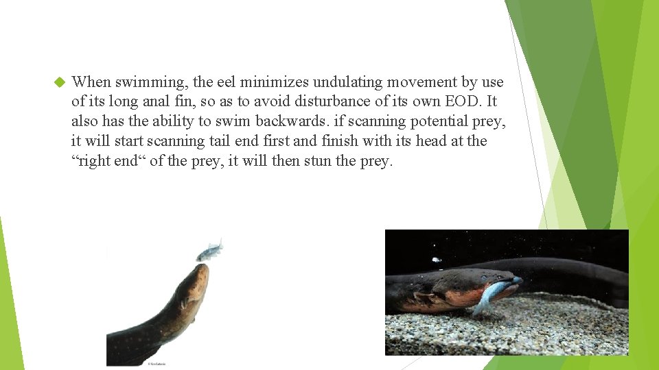  When swimming, the eel minimizes undulating movement by use of its long anal