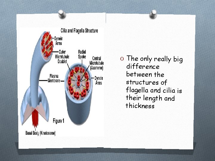 O The only really big difference between the structures of flagella and cilia is