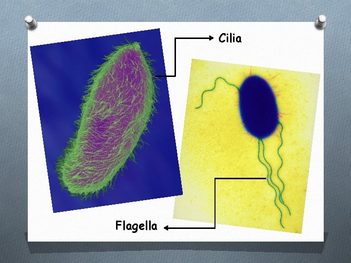 Cilia Flagella 