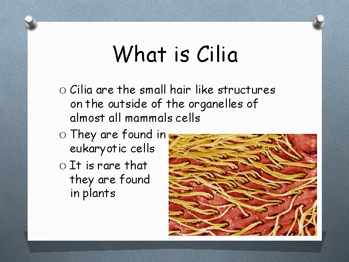 What is Cilia O Cilia are the small hair like structures on the outside