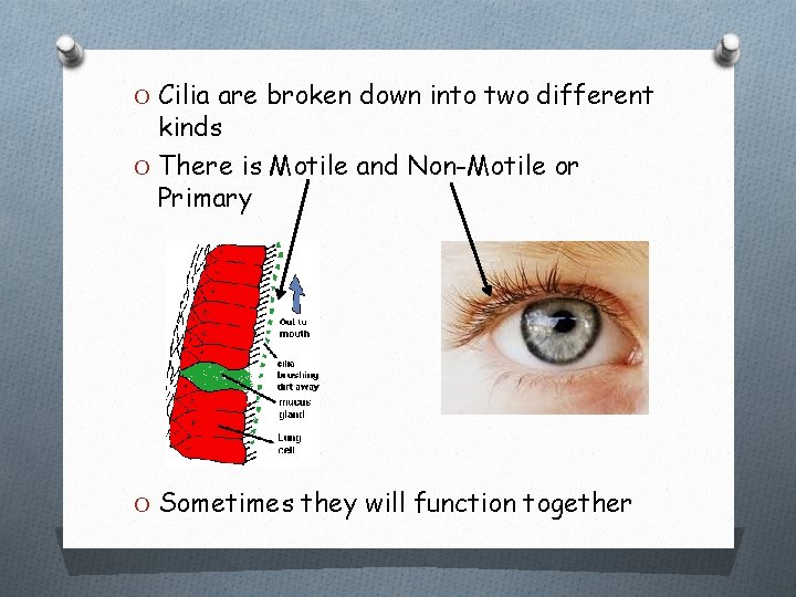 O Cilia are broken down into two different kinds O There is Motile and