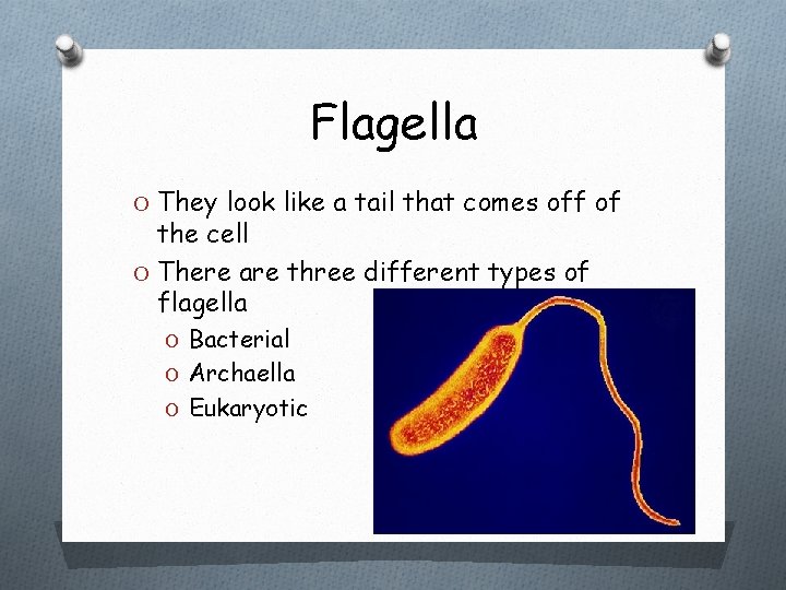 Flagella O They look like a tail that comes off of the cell O