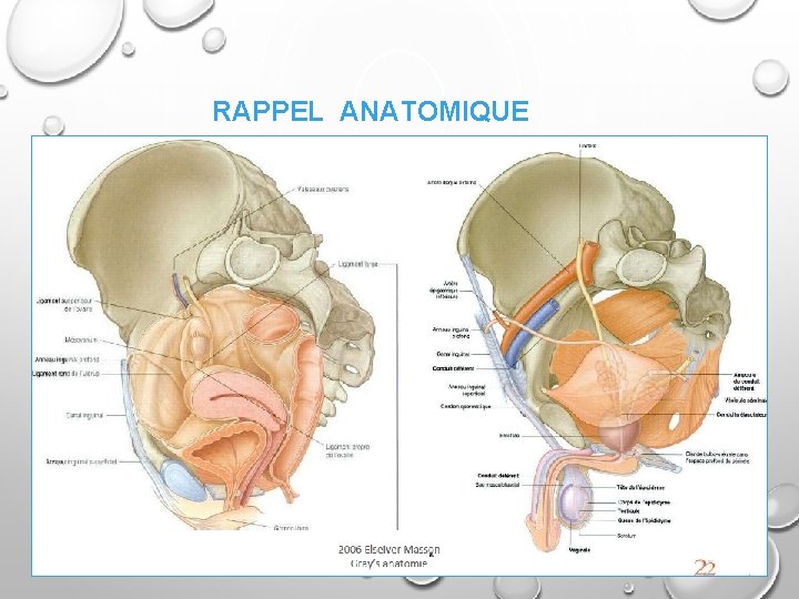 RAPPEL ANATOMIQUE 