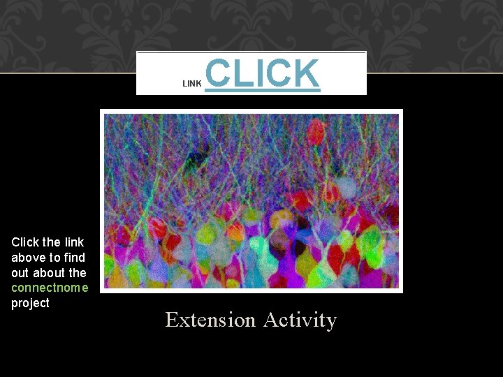 LINK Click the link above to find out about the connectnome project CLICK Extension