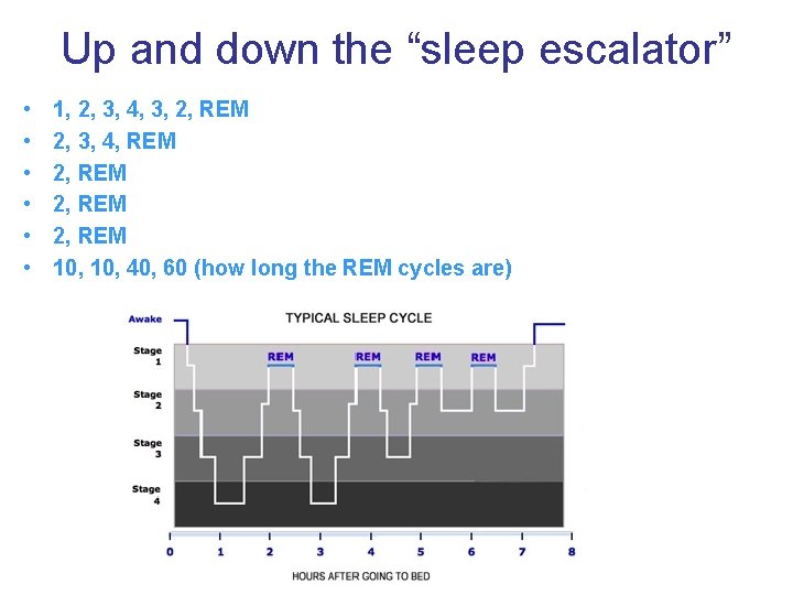 Up and down the “sleep escalator” • • • 1, 2, 3, 4, 3,