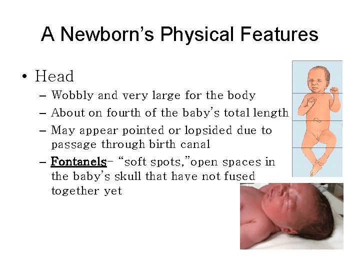 A Newborn’s Physical Features • Head – Wobbly and very large for the body