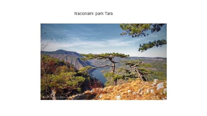 Nacionalni park Tara Nacionalni park Tara