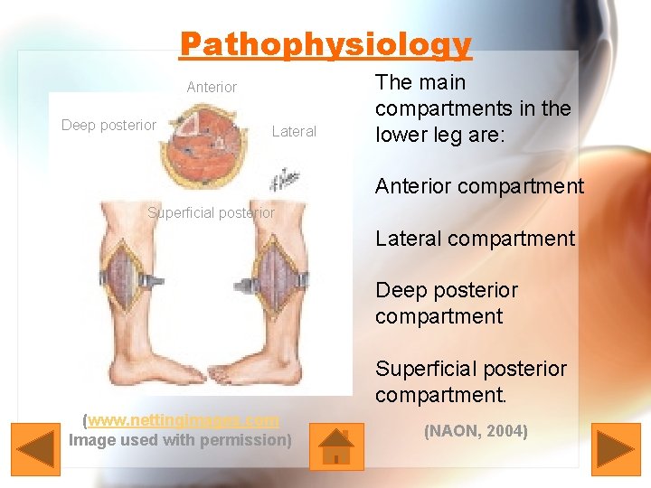 Pathophysiology Anterior Deep posterior Lateral The main compartments in the lower leg are: Anterior