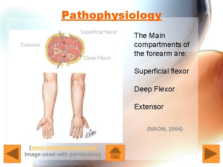 Pathophysiology Superficial flexor Extensor Deep Flexor The Main compartments of the forearm are: Superficial