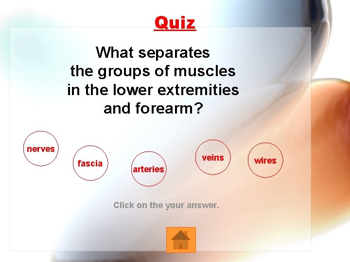Quiz What separates the groups of muscles in the lower extremities and forearm? nerves